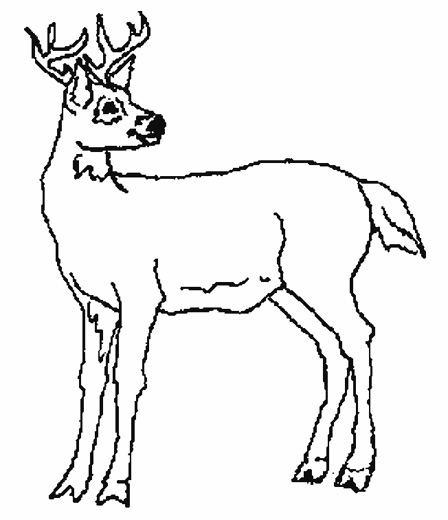 coloriage jeune cerf